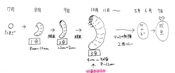 カブトムシの成長過程を知って育てる 幼児からできる自由研究 専業主婦のすすめ